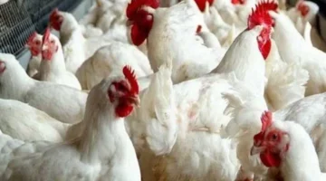 سعر كيلو الفراخ البيضاء في البورصة اليوم الخميس